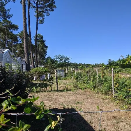 Entre Dunes, Pins Et Ocean. Camping
